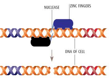 DNA image