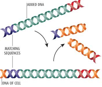 DNA image